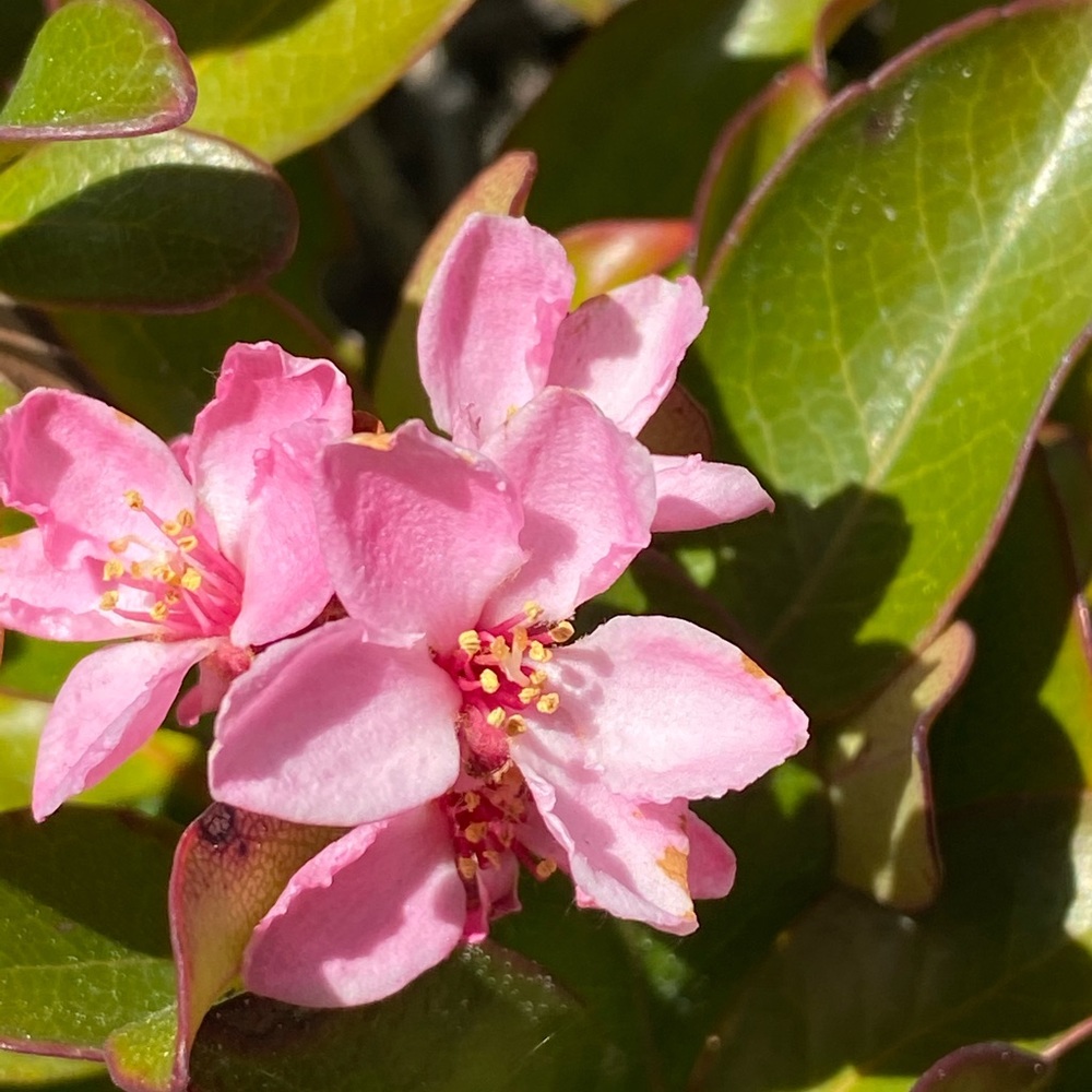 Meet your Posher, Breeze